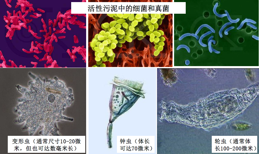 鄉鎮生活污水處理工藝-活性污泥法